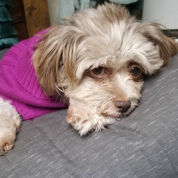 Meet your Posher, Nicole - Picture 6 of 13